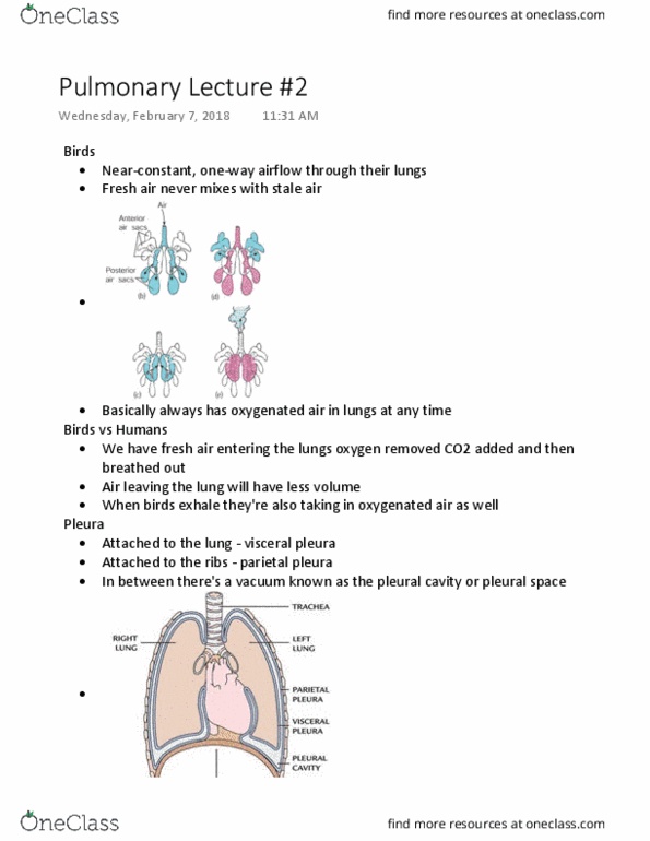 Kinesiology 2230A/B Lecture Notes - Lecture 14: Pulmonary Pleurae, Exhalation, Total Pressure thumbnail
