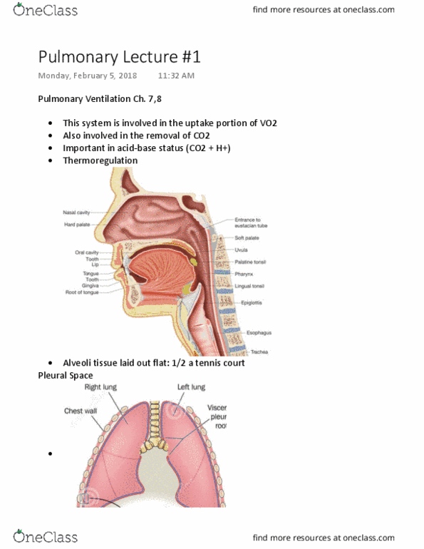 Kinesiology 2230A/B Lecture Notes - Lecture 13: Thermoregulation, Vital Capacity, Partial Pressure thumbnail