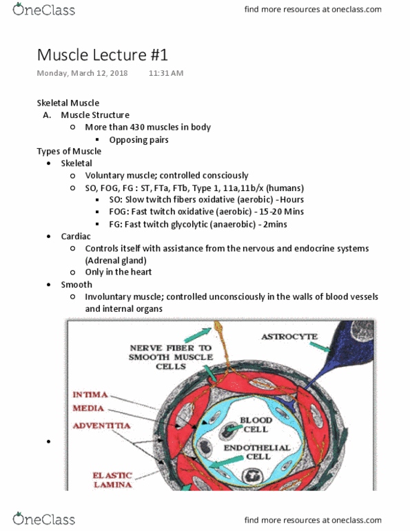 Kinesiology 2230A/B Lecture Notes - Lecture 24: Myocyte, Adrenal Gland, Epimysium thumbnail