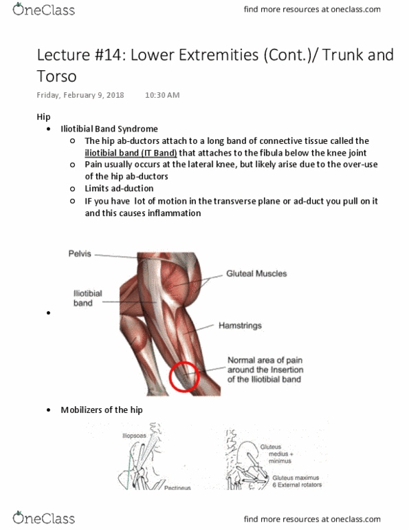 Kinesiology 2241A/B Lecture Notes - Lecture 14: Iliotibial Tract, Rectus Femoris Muscle, Biceps Femoris Muscle thumbnail
