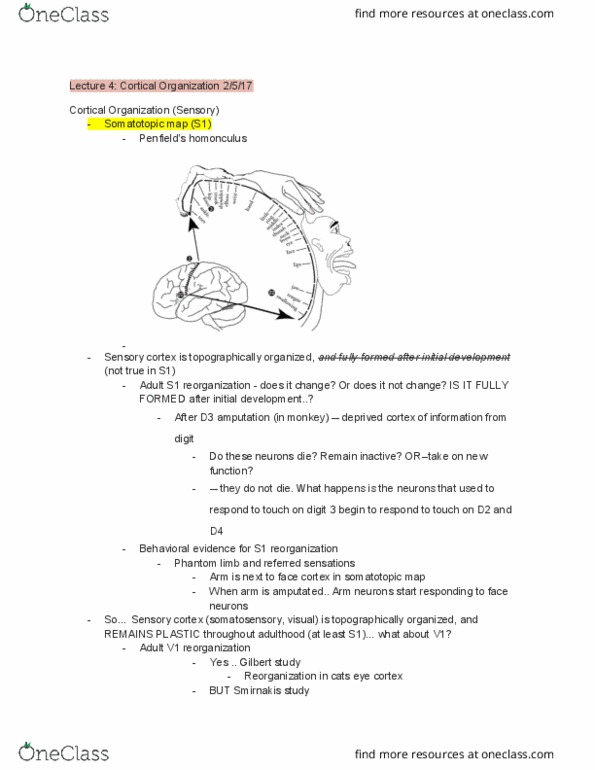 PSYC 215 Lecture Notes - Lecture 4: Somatotopic Arrangement, Homunculus, Visual Field thumbnail