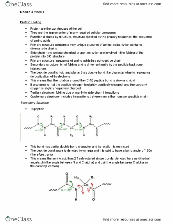 BIOCHEM 2EE3 Lecture Notes - Lecture 4: Molecular Geometry, Protein Folding, Tripeptide thumbnail