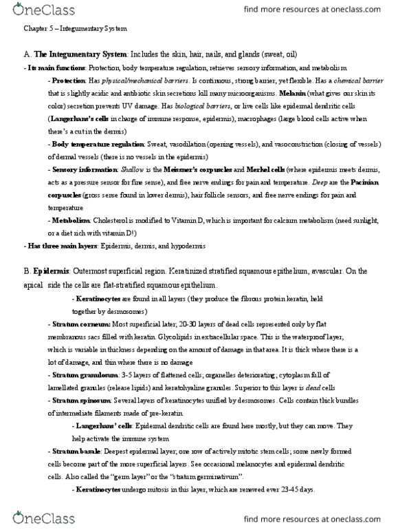 BIO 105 Chapter Notes - Chapter 5: Stratified Squamous Epithelium, Stratum Spinosum, Stratum Granulosum thumbnail