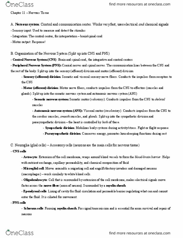 BIO 105 Chapter Notes - Chapter 11: Central Nervous System, Somatic Nervous System, Autonomic Nervous System thumbnail