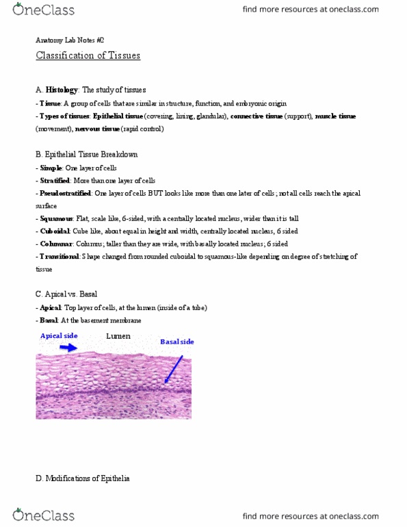 BIO 105L Lecture Notes - Lecture 2: Goblet Cell, Mucin, Microvillus thumbnail