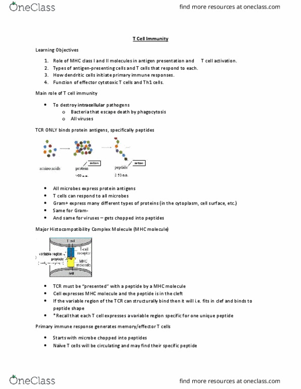 Microbiology and Immunology 2500A/B Lecture Notes - Lecture 6: Major Histocompatibility Complex, Cytotoxic T Cell, Mhc Class Ii thumbnail