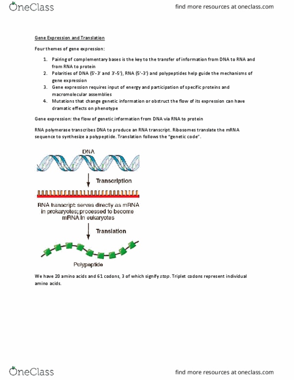 BIOL 2107 Lecture Notes - Lecture 8: Proflavine, Gene Expression, Reading Frame thumbnail