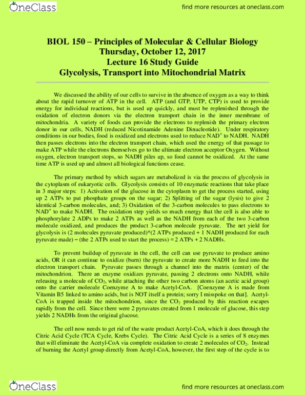 BIOL 150 Lecture Notes - Lecture 16: Citric Acid Cycle, Electron Transport Chain, Pantothenic Acid thumbnail