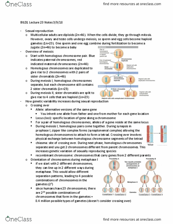 BILD 1 Lecture Notes - Lecture 23: Sister Chromatids, Homologous Chromosome, Synaptonemal Complex thumbnail