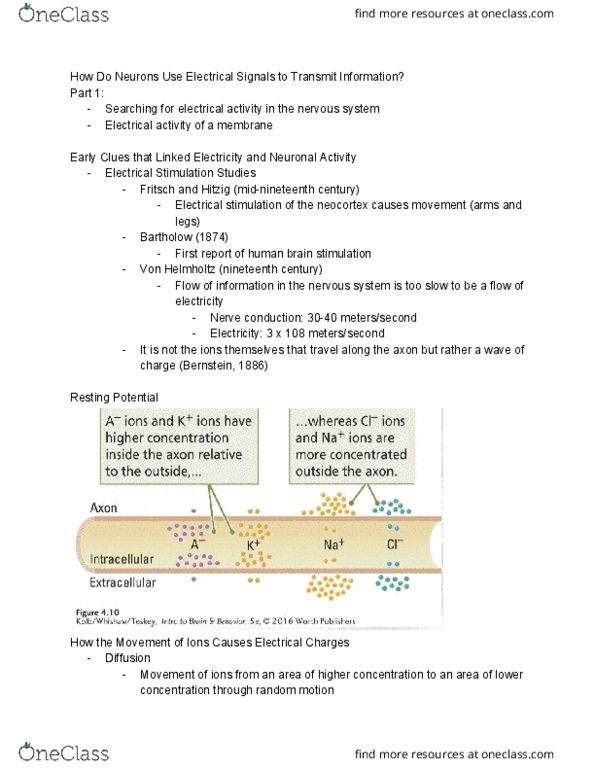 PSY 2301 Lecture Notes - Lecture 9: Electric Charge, Neocortex, Resting Potential thumbnail