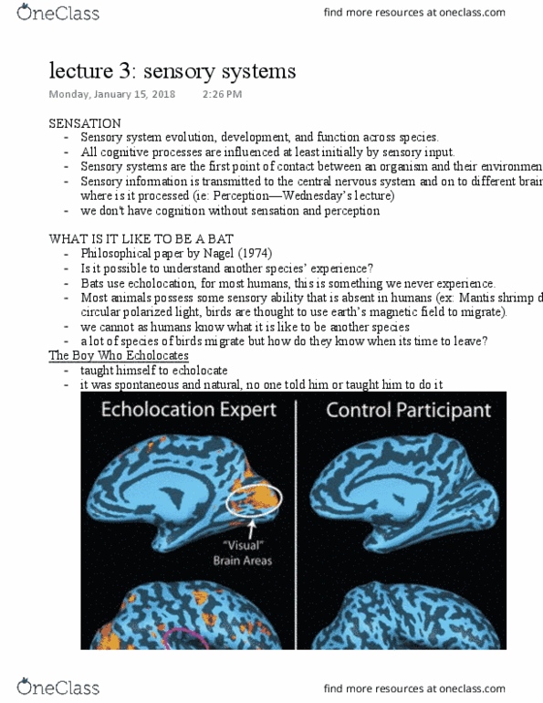 Psychology 2210A/B Lecture Notes - Lecture 3: Tapetum Lucidum, Mantis Shrimp, Olfactory Bulb thumbnail