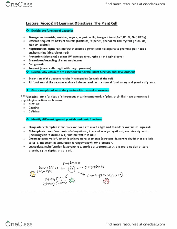 BIOL 210 Lecture Notes - Lecture 3: Calcium Oxalate, The Plant Cell, Leucoplast thumbnail