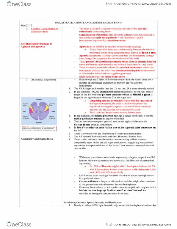 PSYC 271 Lecture Notes - Hemispherectomy, Angular Gyrus, Mirror Neuron thumbnail