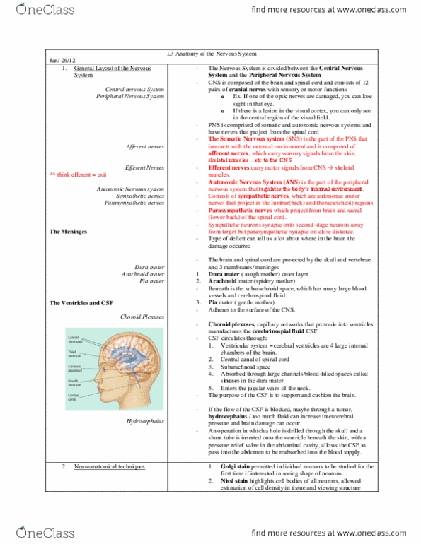 PSYC 271 Lecture Notes - Lipid Bilayer, Precentral Gyrus, Substantia Nigra thumbnail