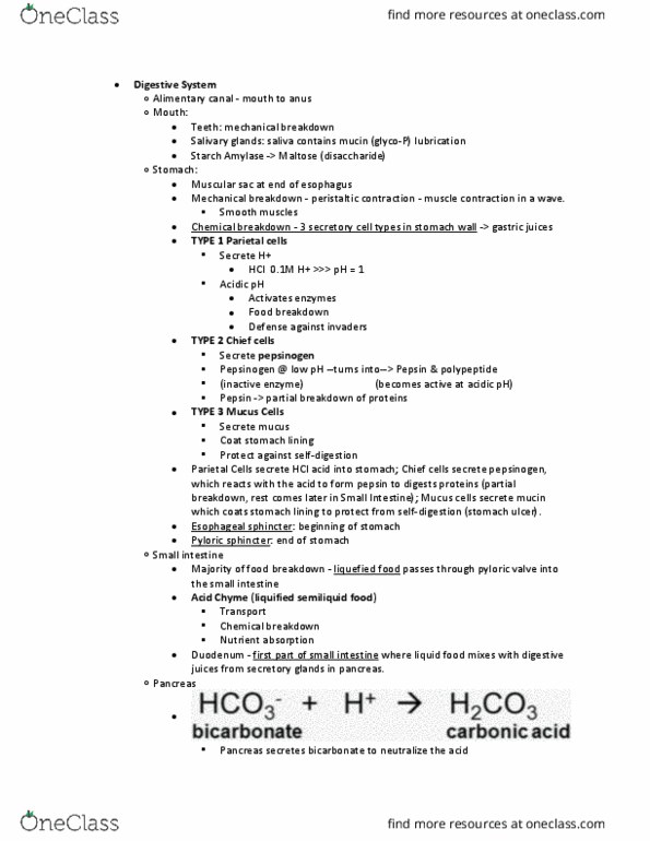 BILD 2 Lecture Notes - Lecture 4: Pylorus, Gastric Acid, Peptic Ulcer thumbnail