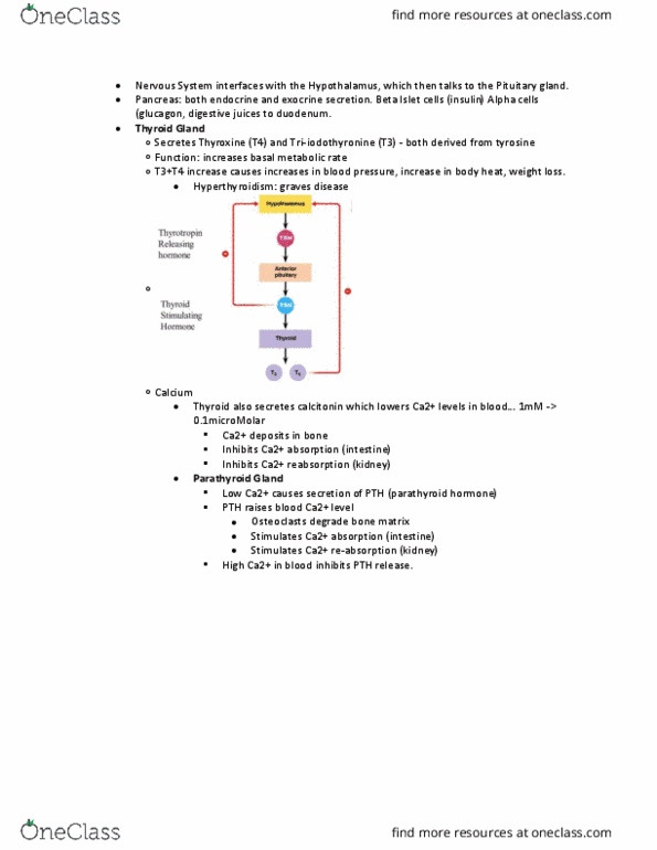 BILD 2 Lecture Notes - Lecture 14: Basal Metabolic Rate, Thyroid, Triiodothyronine thumbnail