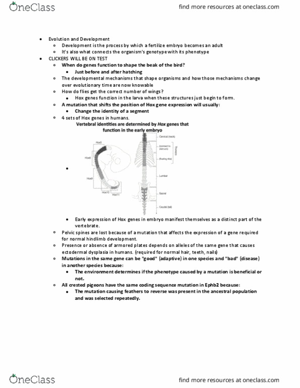 BILD 3 Lecture Notes - Lecture 11: Ectodermal Dysplasia, Eph Receptor B2 thumbnail