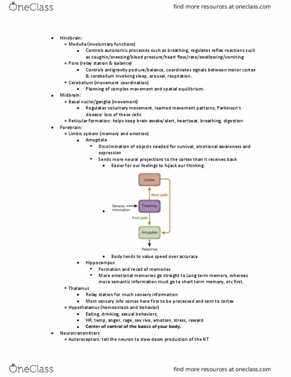 PSYC 155 Lecture Notes - Lecture 4: Autonomic Nervous System, Reticular Formation, Anti-Gravity thumbnail