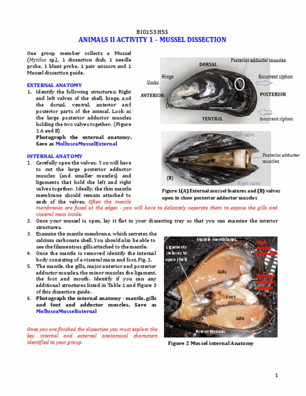 Mussel Anatomy - Anatomy Diagram Book