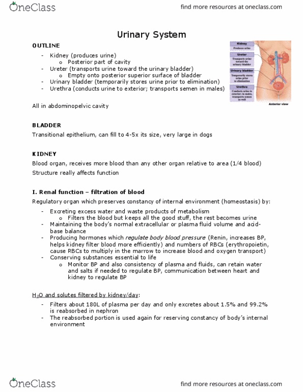 ANAT 101 Lecture Notes - Lecture 26: Aldosterone, Basement Membrane, Renal Artery thumbnail