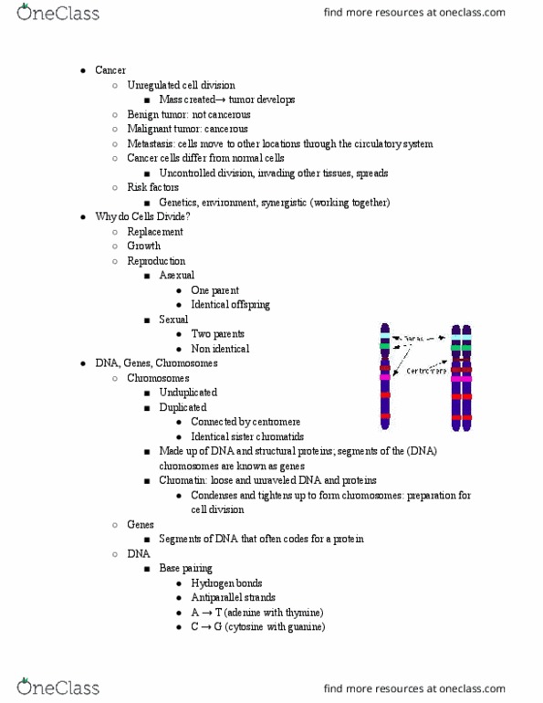BISC104 Lecture Notes - Lecture 8: Guanine, Thymine, Adenine thumbnail