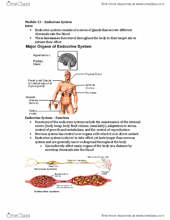 Physiology 2130 Chapter : module 13 - endocrine system.docx thumbnail