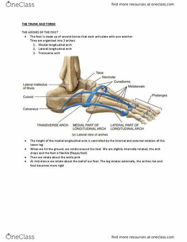 Kinesiology 2241A/B Lecture Notes - Lecture 15: Transverse Plane, Sagittal Plane, Flat Feet thumbnail