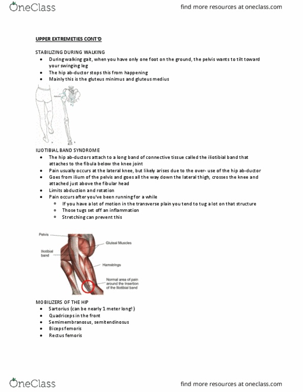 Kinesiology 2241A/B Lecture Notes - Lecture 14: Ankle, Weight-Bearing, Navicular Bone thumbnail
