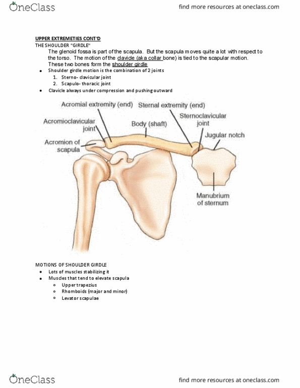 Kinesiology 2241A/B Lecture Notes - Lecture 13: Gluteus Minimus Muscle, Iliofemoral Ligament, Transverse Plane thumbnail