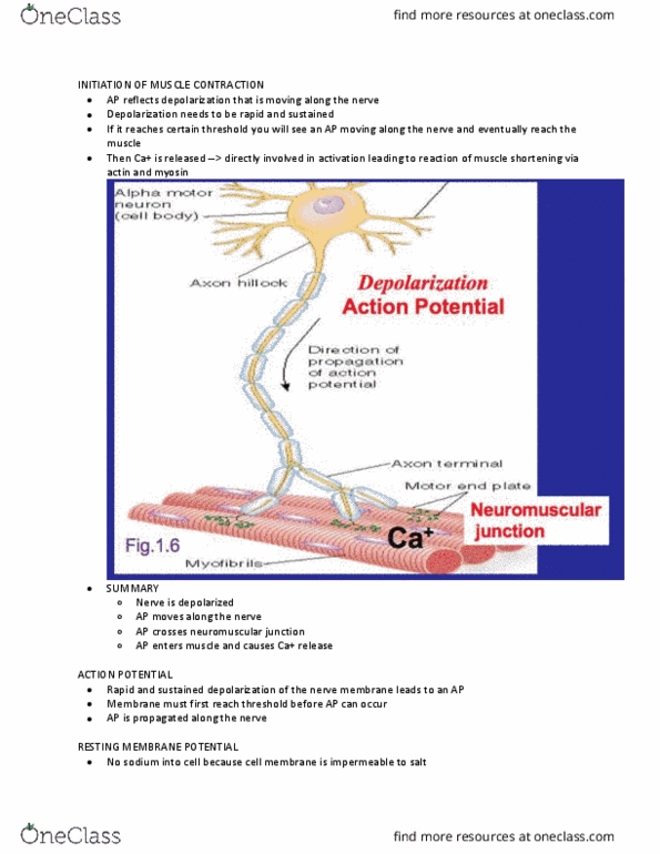 Kinesiology 2230A/B Lecture Notes - Lecture 25: Schwann Cell, Saltatory Conduction, Endoplasmic Reticulum thumbnail