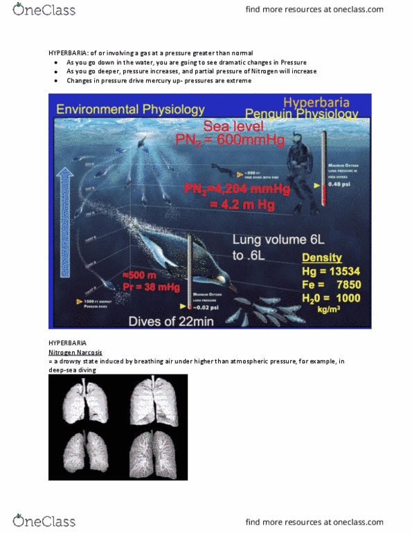 Kinesiology 2230A/B Lecture Notes - Lecture 17: Intercostal Muscle, Alveolar Pressure, Central Chemoreceptors thumbnail