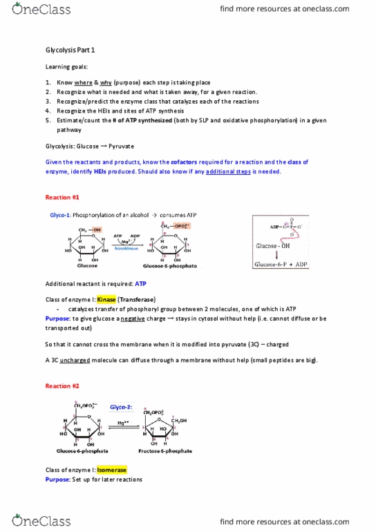 BIOL 201 Lecture Notes - Lecture 29: Lyase, Glyceraldehyde 3-Phosphate, Oxidative Phosphorylation thumbnail