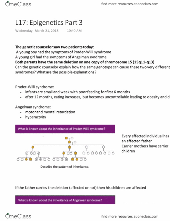 LIFESCI 2G03 Lecture Notes - Lecture 17: Small Nuclear Ribonucleoprotein Polypeptide N, Angelman Syndrome, Genetic Counseling thumbnail