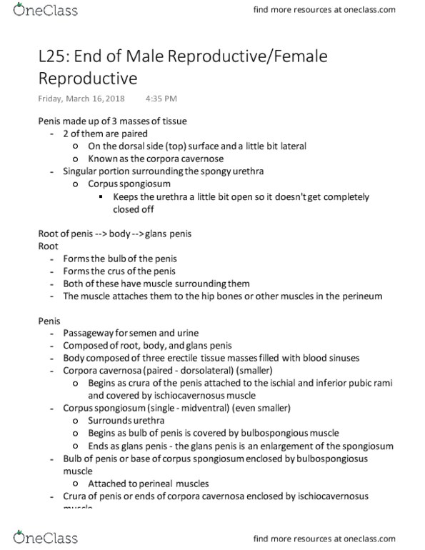 KINESIOL 2YY3 Lecture Notes - Lecture 25: Ovulation, Activin And Inhibin, Ejaculatory Duct thumbnail