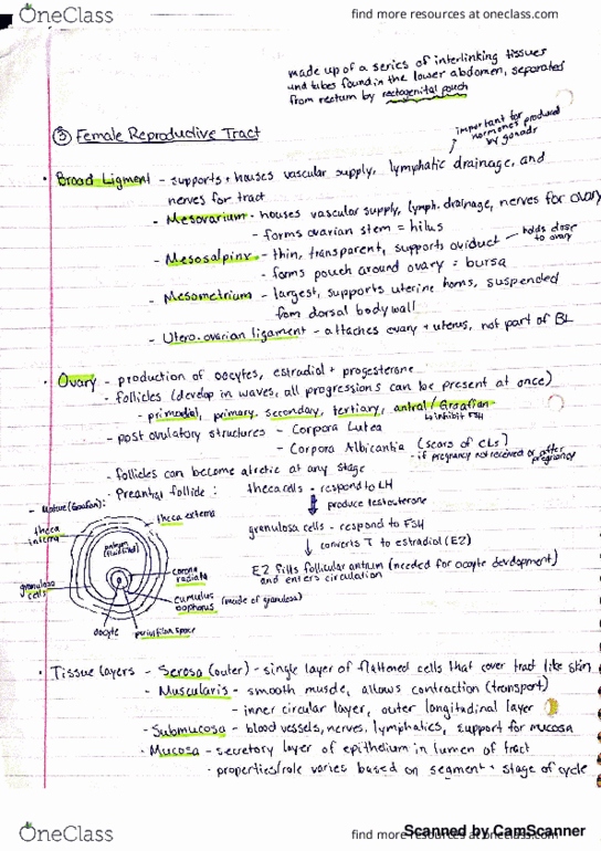 AN SC312 Lecture 3: Female reproductive tract thumbnail