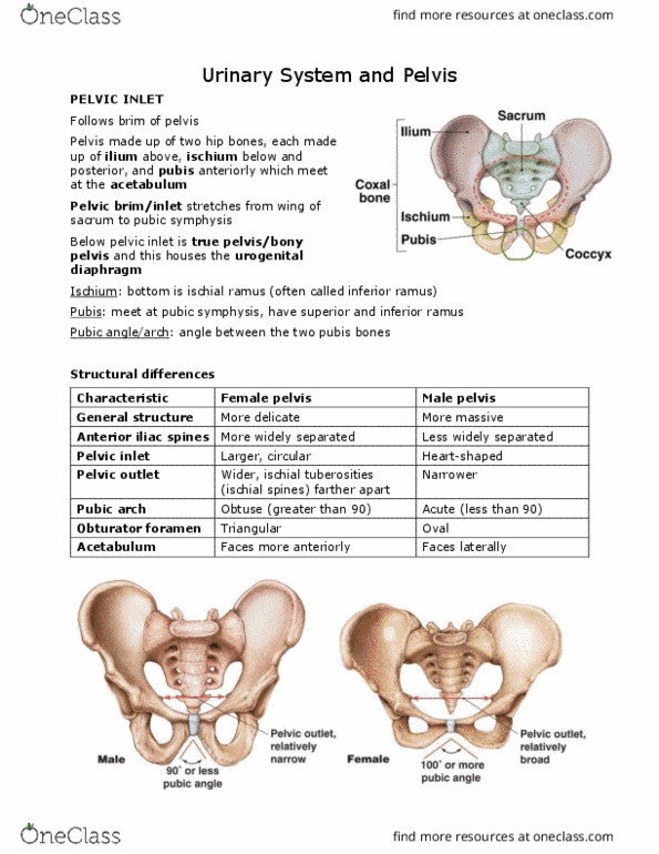 ANAT 101 Lecture Notes - Lecture 27: Prostatic Urethra, Corpus Cavernosum Penis, Perineum thumbnail