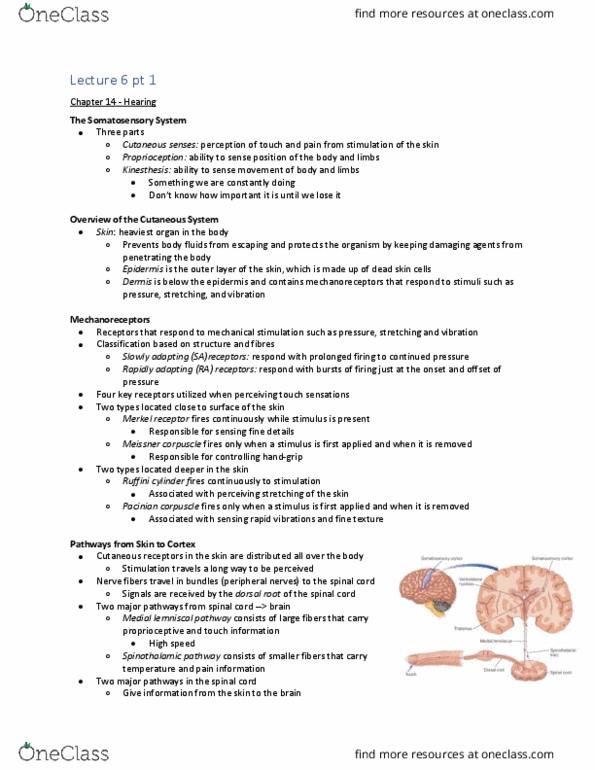 Psychology 2015A/B Lecture Notes - Lecture 8: Sensory Nerve, Amygdala, Haptic Perception thumbnail