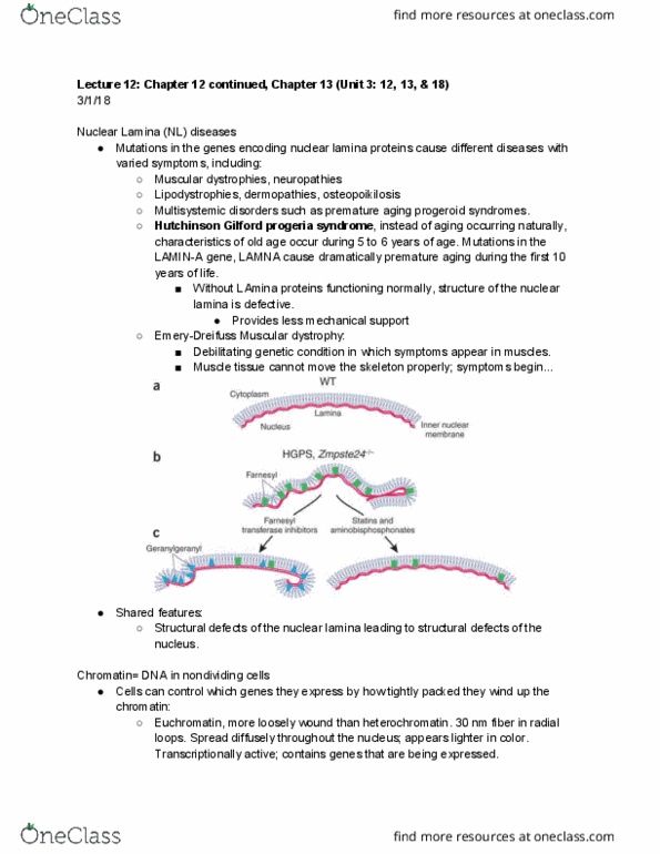BIO 326 Lecture Notes - Lecture 12: H2Afy, Condensin, Acetyl Group thumbnail