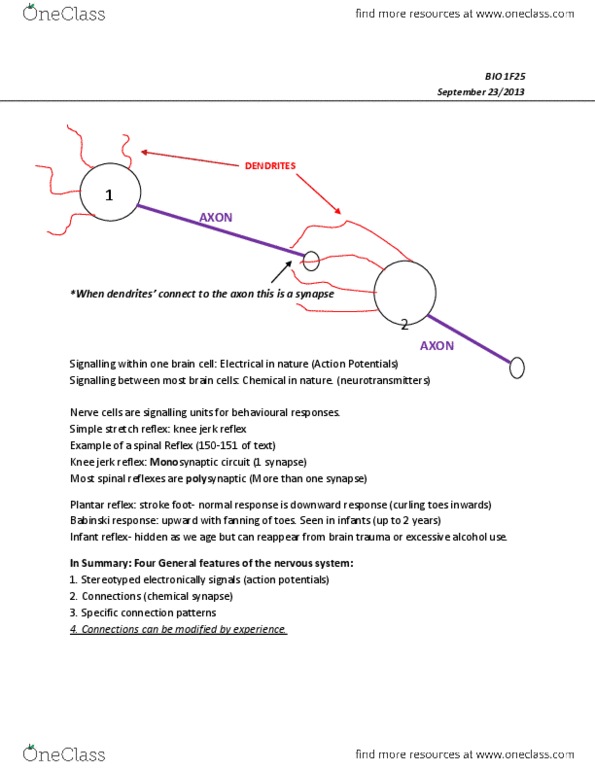 BIOL 1F25 Lecture Notes - Tetraodontidae, Patellar Reflex, Plantar Reflex thumbnail