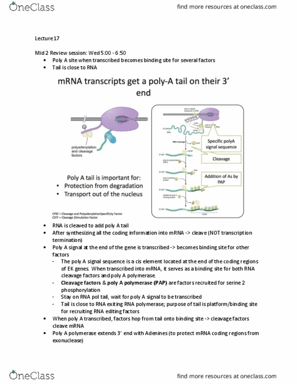 LIFESCI 3 Lecture Notes - Lecture 17: Alternative Splicing, Electrophile, Small Nuclear Rna thumbnail
