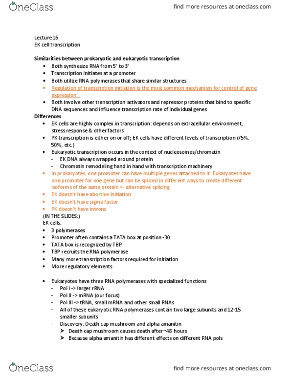 LIFESCI 3 Lecture Notes - Lecture 16: Helicase, Exonuclease, Phosphodiester Bond thumbnail