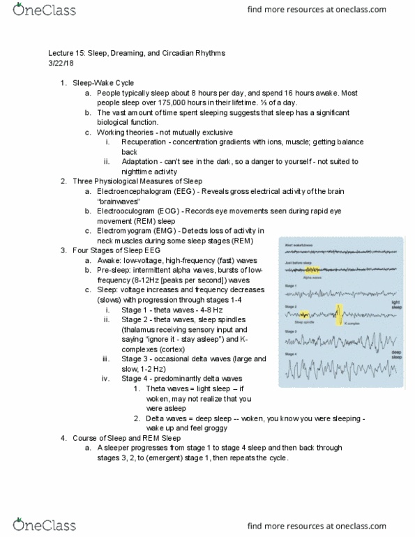 BCS 110 Lecture Notes - Lecture 15: Sleepwalking, Hypersomnia, Pineal Gland thumbnail