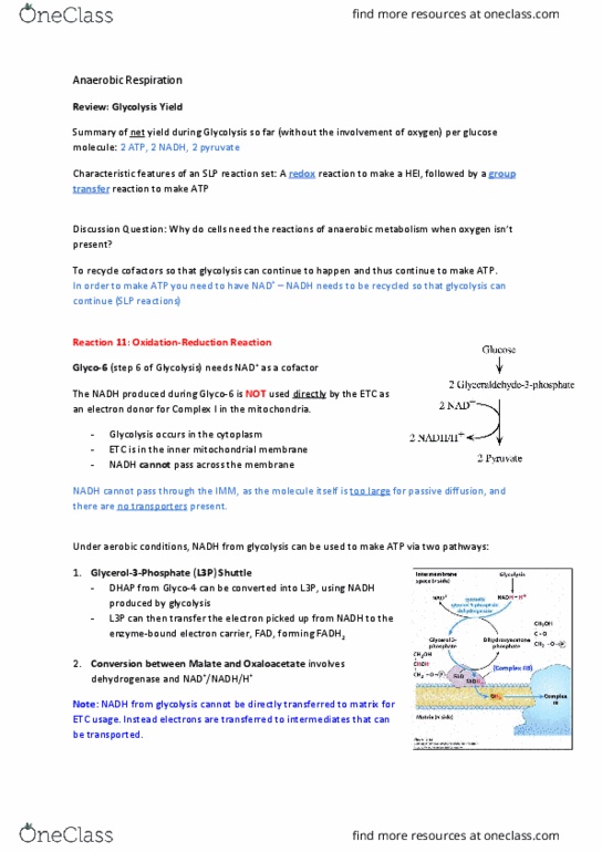 BIOL 201 Lecture Notes - Lecture 31: Carbonation, Lactate Dehydrogenase, Lyase thumbnail