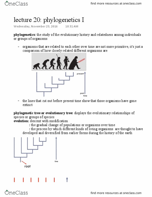 Biology 1201A Lecture 20: lecture 20 phylogenetics I thumbnail