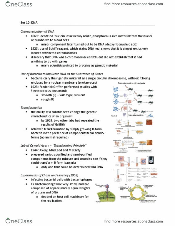 BIOL239 Lecture Notes - Lecture 10: Francis Crick, Deoxyribose, Phosphodiester Bond thumbnail