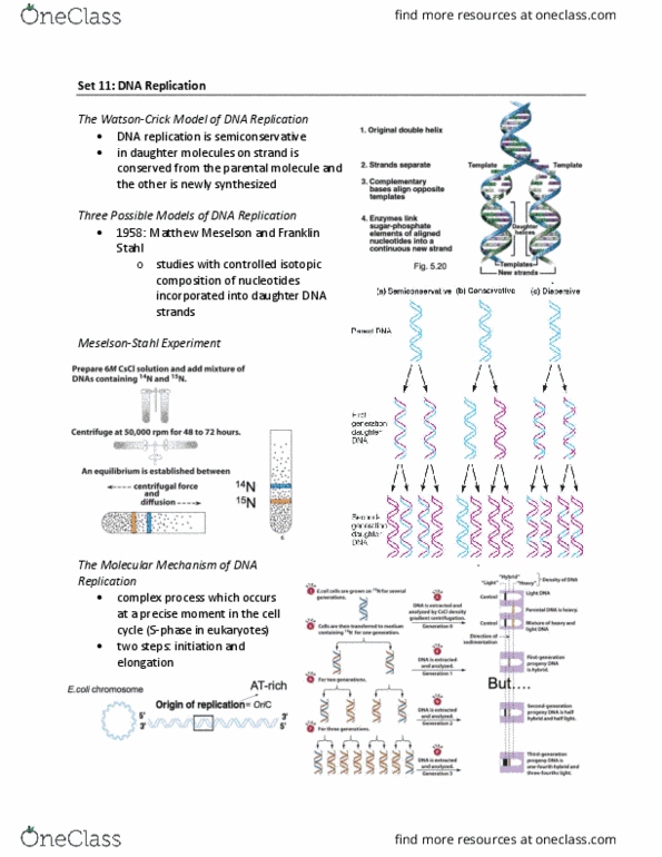 BIOL239 Lecture Notes - Lecture 11: Dna Supercoil, Dna Polymerase Iii Holoenzyme, Replisome thumbnail