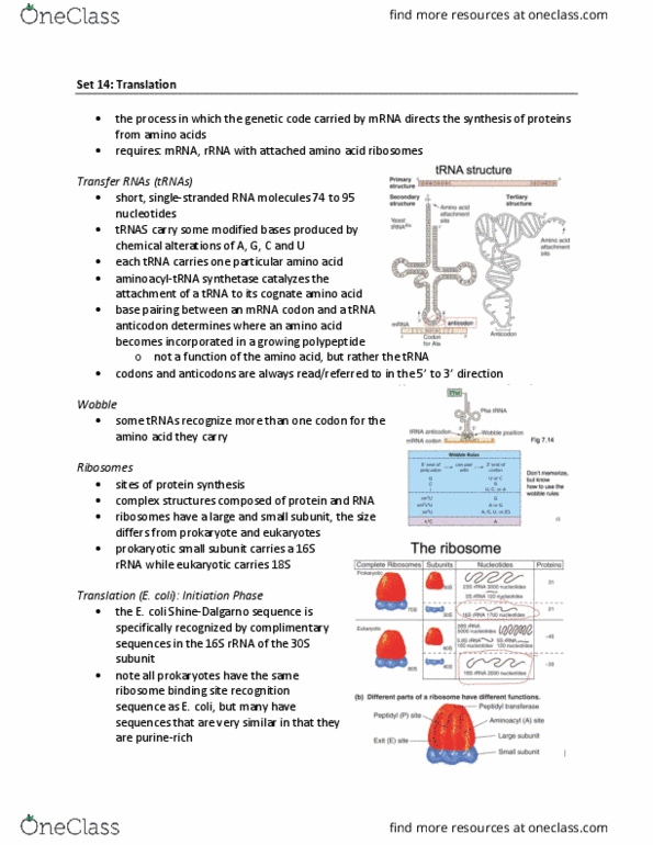 BIOL239 Lecture Notes - Lecture 14: Methionine, Start Codon, Release Factor thumbnail