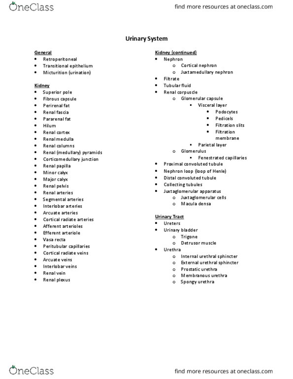 ANATOMY 328 Lecture Notes - Lecture 8: Histology, Ovulation, Myometrium thumbnail