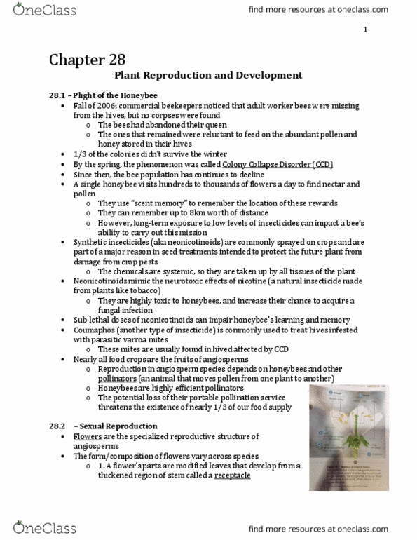 Biology 1225 Chapter Notes - Chapter 28: Multiple Fruit, Coleoptile, Starch thumbnail