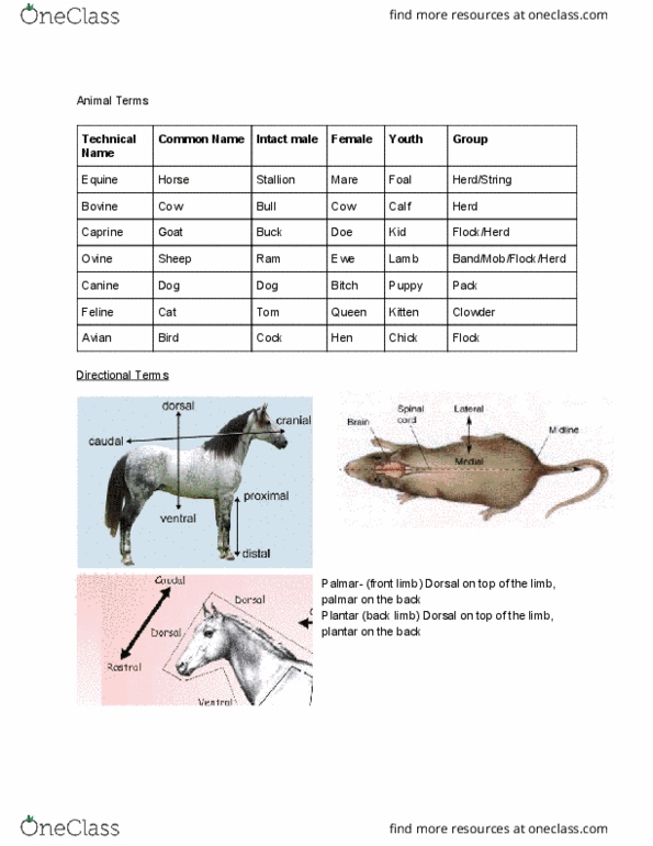 ANFS241 Lecture Notes - Lecture 1: Median Plane, Biceps, Humerus thumbnail